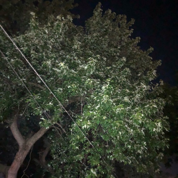 Meet your Posher, Ivy - Picture 1 of 1